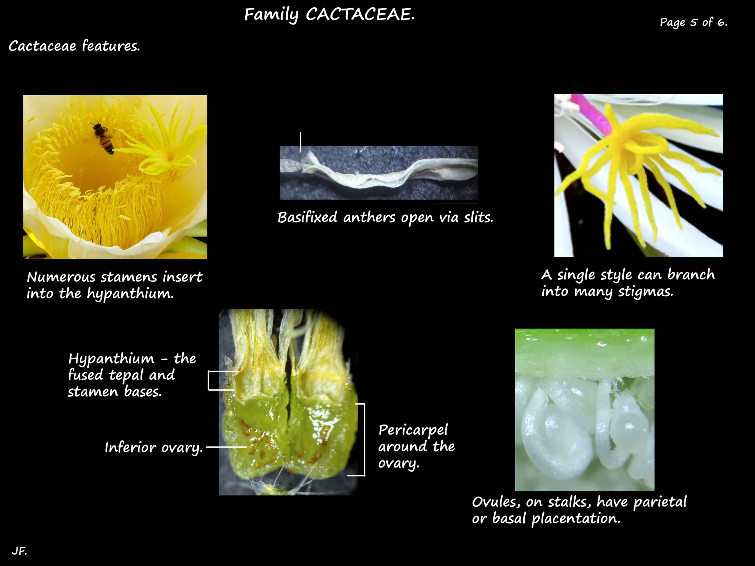 5 Cactaceae stamens & ovary